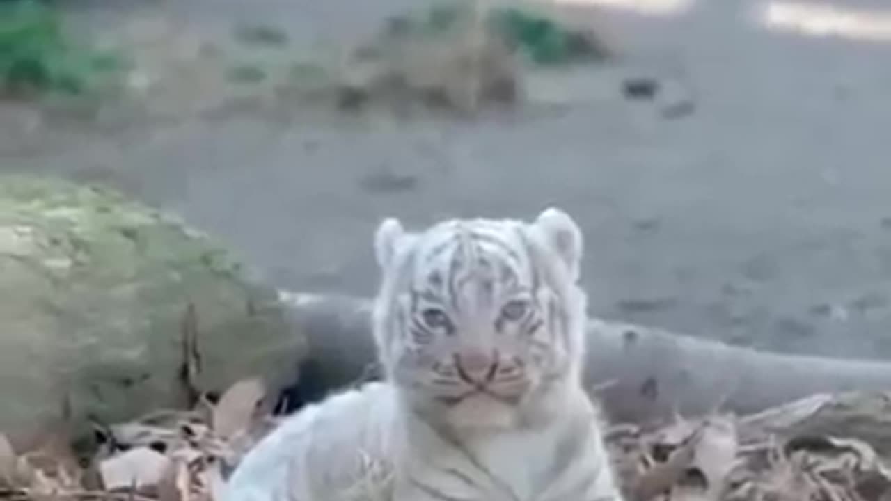 Beautiful Rare White Tiger Cub | Nouman Hassan