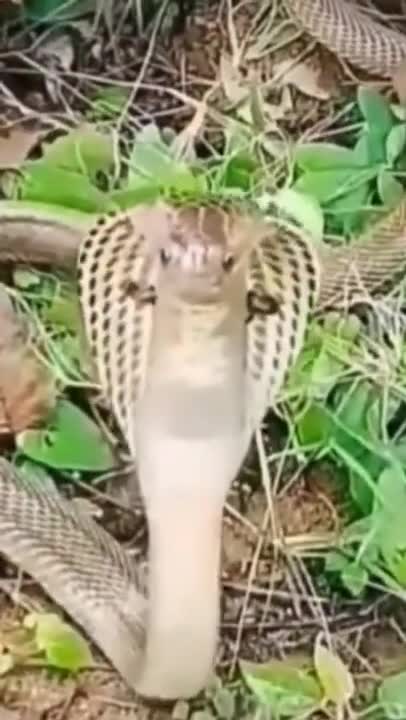 amazing-videos-animal-in-ukraine-2022-shorts