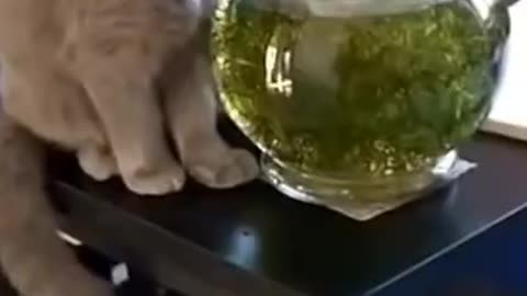 Cat Funny Video 😂🤣