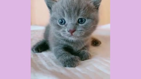 Black cutie kitty