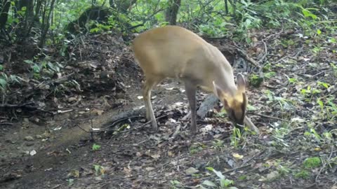 Shooting Deer in the Wild