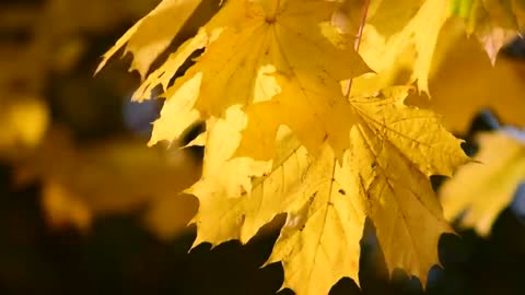 Soothing Music With Scenic Relaxation Film • Stunning Nature