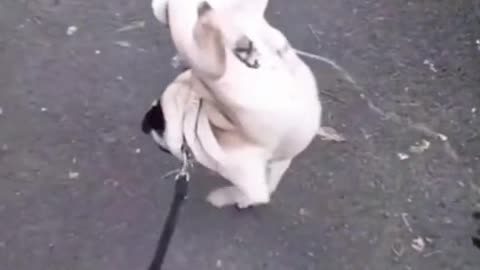 Funny dog forever