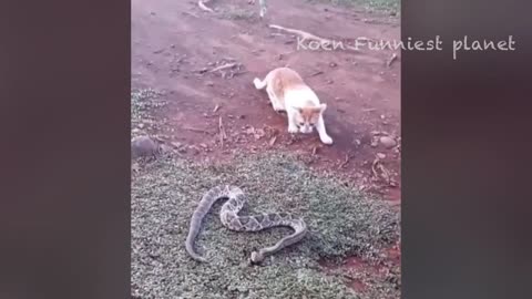 FUNNY ANIMAL VIDEOS