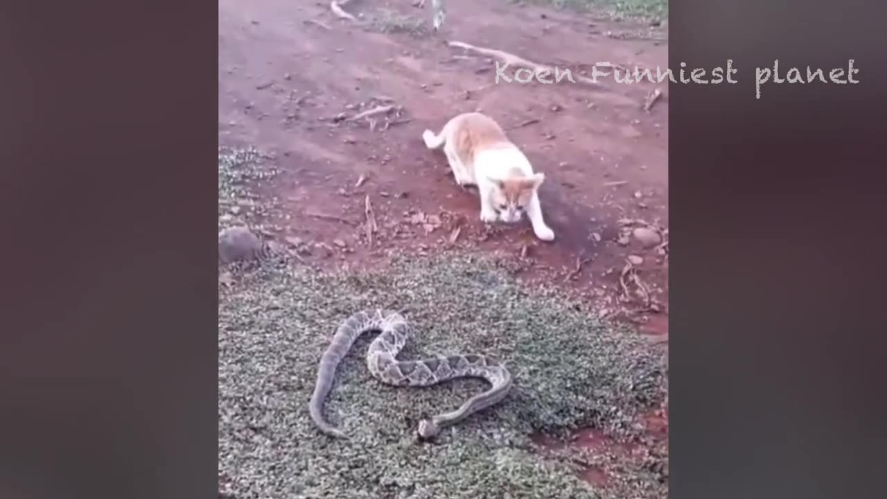 FUNNY ANIMAL VIDEOS