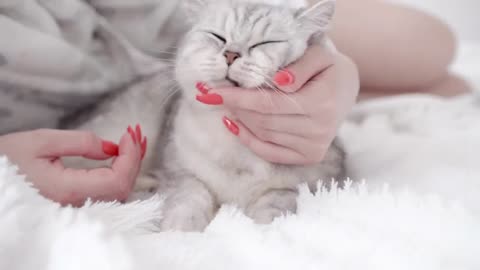 Funny Cat Videos 2025 | 4K Videos