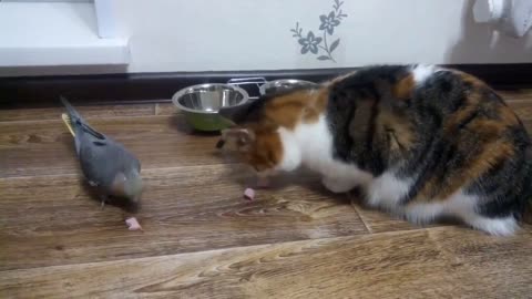 a parrot steals from a cat