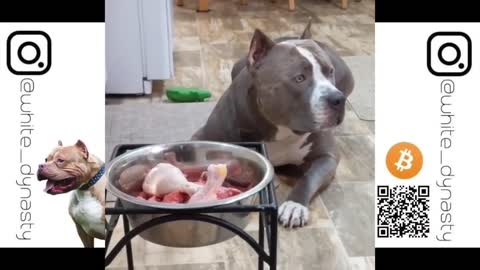 🔥CRAZY🔥Top 25 Best American Bully Videos Vol.4