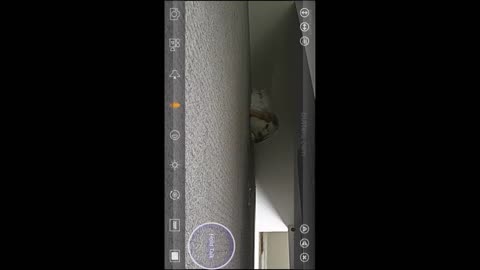 Review: Faleemi Wireless Security Camera, WiFi Pet Camera, Nanny Cams Wireless with Cell Phone...