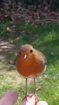 Mother is visiting her son’s grave when a bird shows up to comfort her