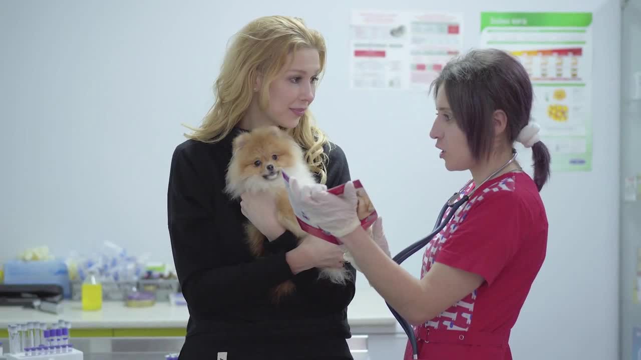Smiling young woman holding small dog pomeranian spitz in hands talking with nurse in veterinary