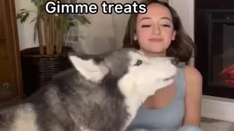 Husky ARGUES With Her Mom For TREATS! #shorts #dogs