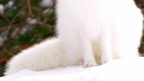 The eye-catching white fox is so charming
