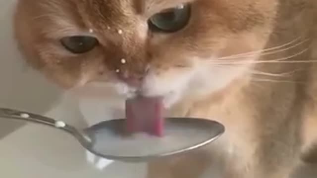 Cut cat