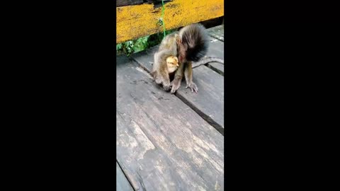 Funny animal videos