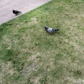 A dove walks and then another one flies in.