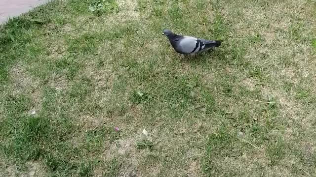 A dove walks and then another one flies in.