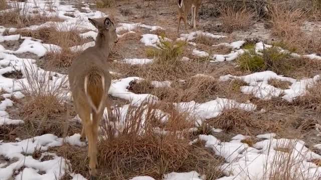 beautiful deer in the forest