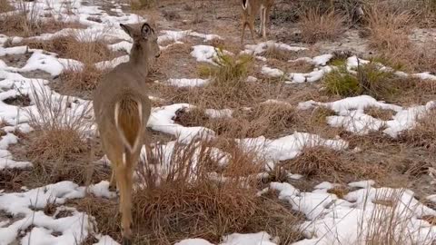 beautiful deer in the forest