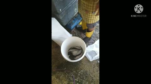 Tutorial how to cooking the cat fish part 01