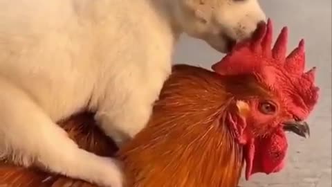 Puppy on Shoulder Hen