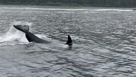 Orcas Put On A Show For Whale-Watchers