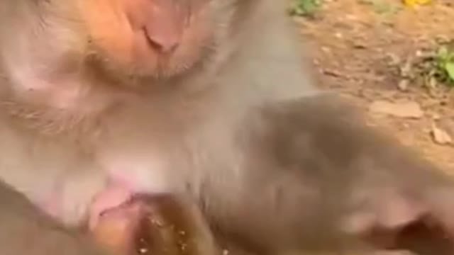 Monkey Bread🍞 Funny Video