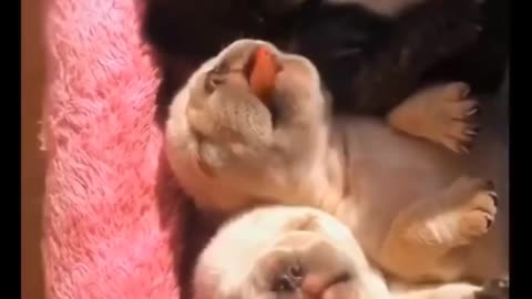 feeding newborn baby little cute puppies with dropper . cute dog feeding
