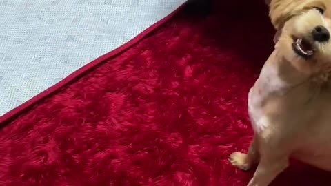 Lovely puppy frisbee?!??!!