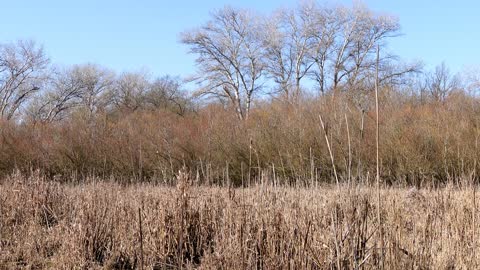 Sounds of nature: birdsong in the swamp how different birds sing