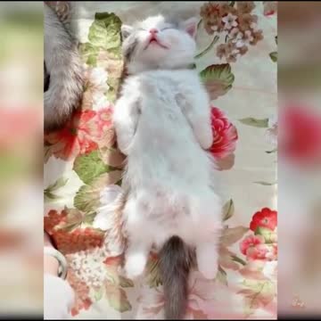 😍💓😍💓😍💓😍💓😍💓😍💓😍💓😍💓😍💓 #cats #shorts