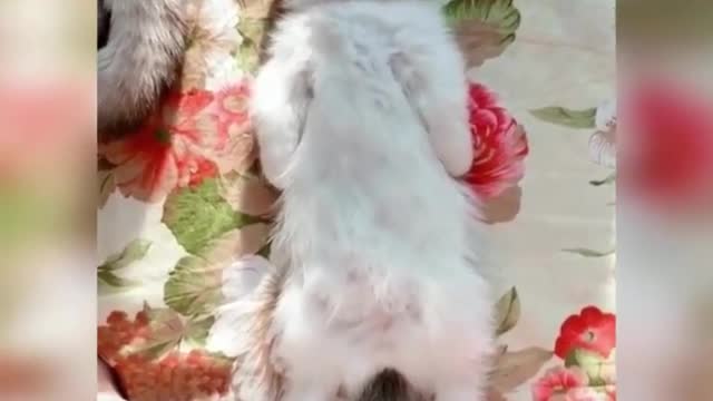 😍💓😍💓😍💓😍💓😍💓😍💓😍💓😍💓😍💓 #cats #shorts