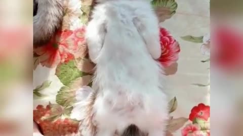 😍💓😍💓😍💓😍💓😍💓😍💓😍💓😍💓😍💓 #cats #shorts