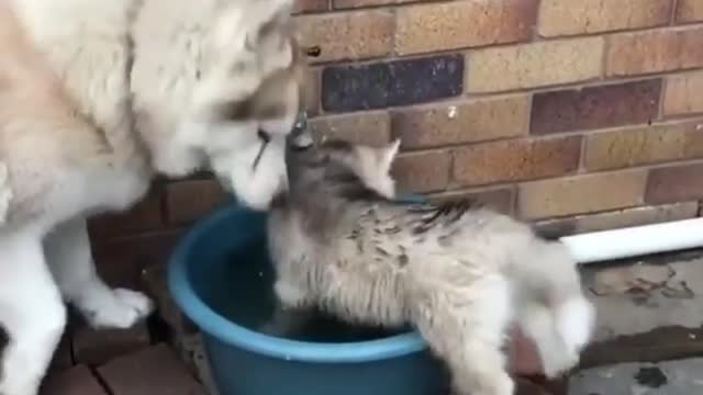 Is it delicious