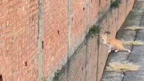 The cat