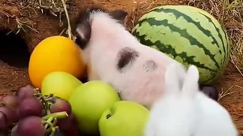 Watermelonissosweetlittlepigshavecometoeat