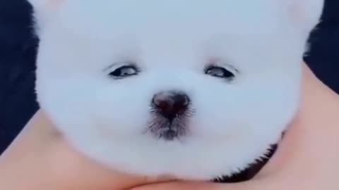 This cute puppy melt your heart.