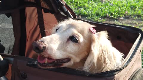 Cute and lovely little dog