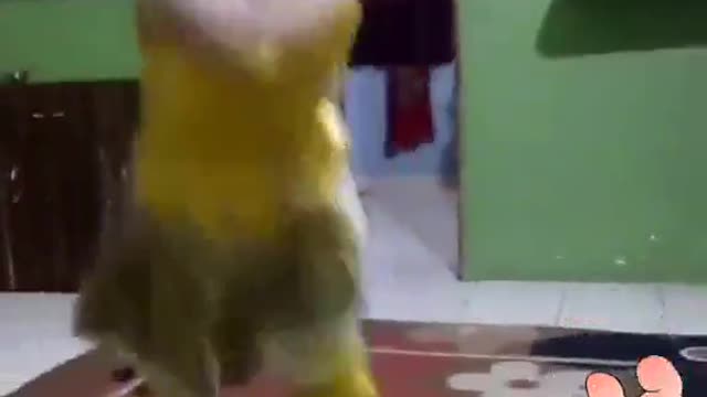 indian girl dance