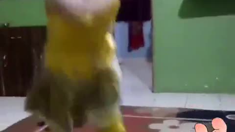 indian girl dance