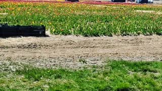 Cars lining up to get fresh tulips on a tulip farm