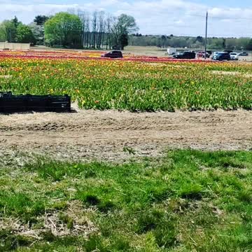 Cars lining up to get fresh tulips on a tulip farm
