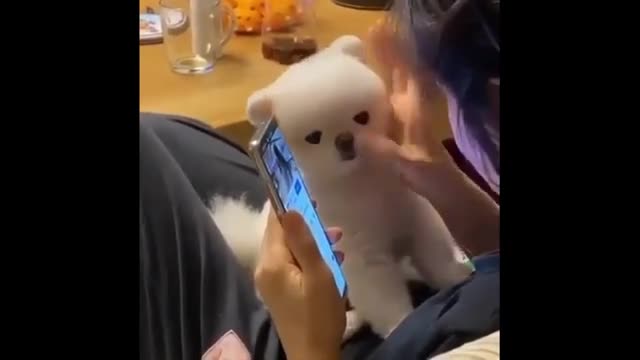 LITTLE HAPPY ANIMAL VIDEOS | COMPILATION -87