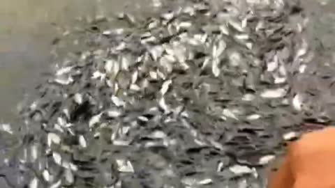 Amazing | Fish