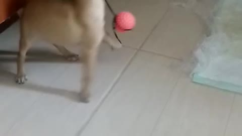 dog puppy playing 1