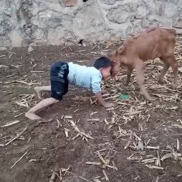 Boy attack to cattle