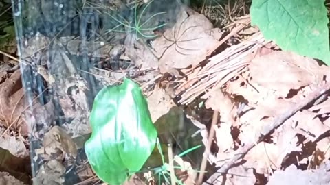 Spider Web