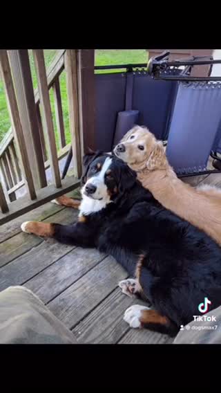 I have been loyal to dogs for a long time, I love dogs because they are always forgiving