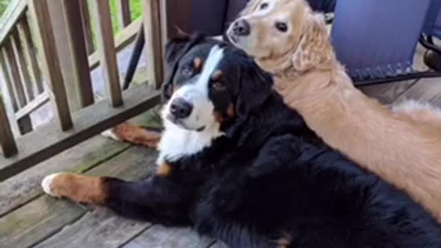 I have been loyal to dogs for a long time, I love dogs because they are always forgiving