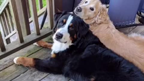 I have been loyal to dogs for a long time, I love dogs because they are always forgiving